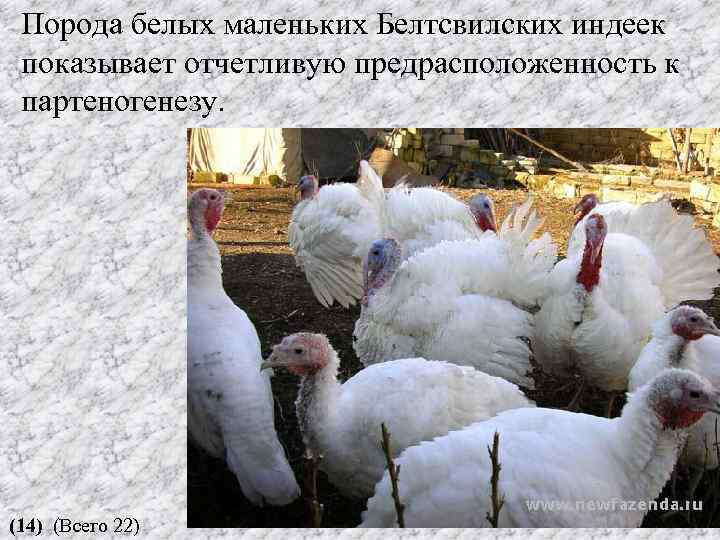 Порода белых маленьких Белтсвилских индеек показывает отчетливую предрасположенность к партеногенезу. (14) (Всего 22) 