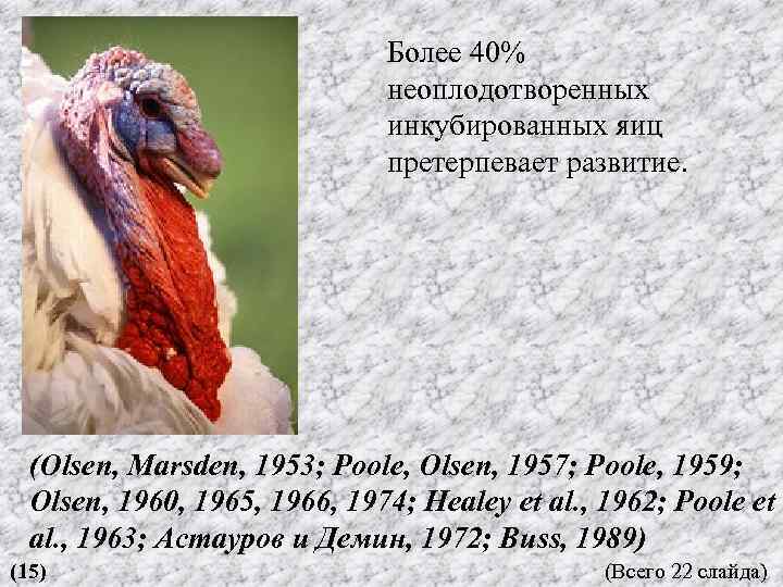 Более 40% неоплодотворенных инкубированных яиц претерпевает развитие. (Olsen, Marsden, 1953; Poole, Olsen, 1957; Poole,