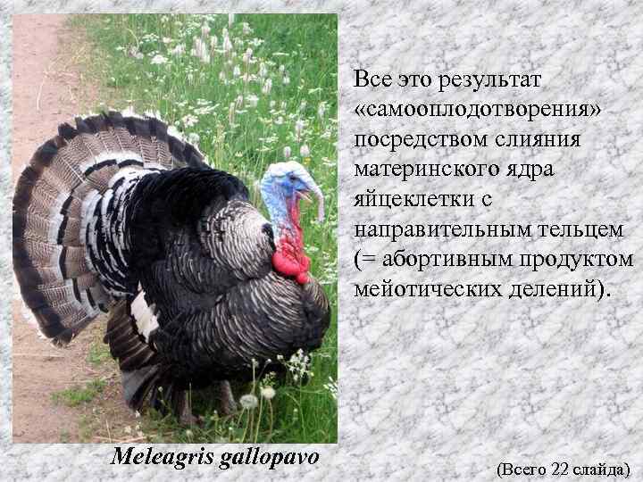 Все это результат «самооплодотворения» посредством слияния материнского ядра яйцеклетки с направительным тельцем (= абортивным