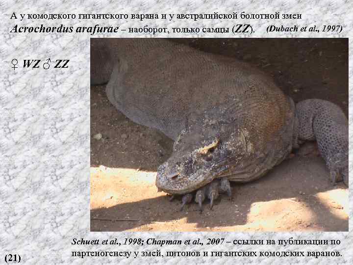 А у комодского гигантского варана и у австралийской болотной змеи Acrochordus arafurae – наоборот,