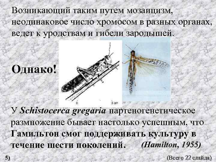 Возникающий таким путем мозаицизм, неодинаковое число хромосом в разных органах, ведет к уродствам и