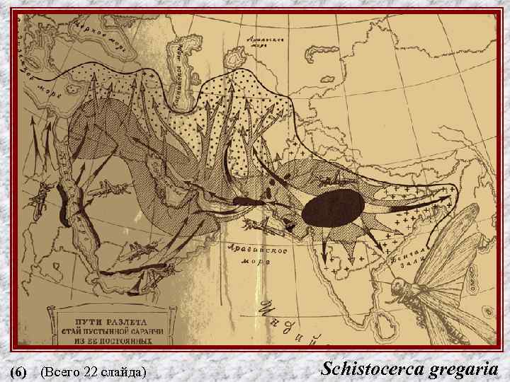 (6) (Всего 22 слайда) Schistocerca gregaria 