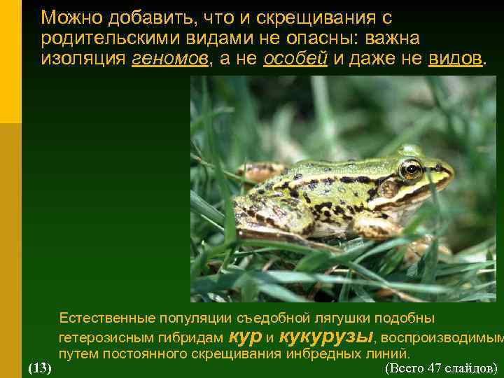 Можно добавить, что и скрещивания с родительскими видами не опасны: важна изоляция геномов, а