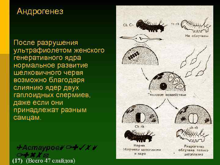 Андрогенез После разрушения ультрафиолетом женского генеративного ядра нормальное развитие шелковичного червя возможно благодаря слиянию