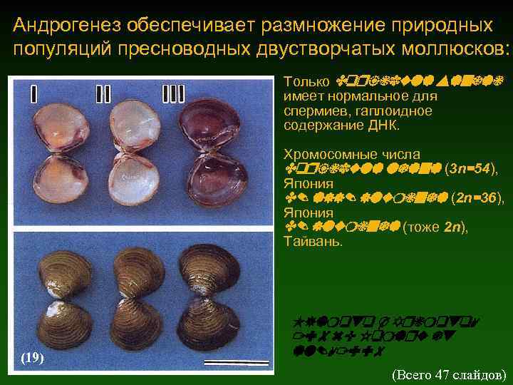 Андрогенез обеспечивает размножение природных популяций пресноводных двустворчатых моллюсков: Только Corbicula sandai имеет нормальное для