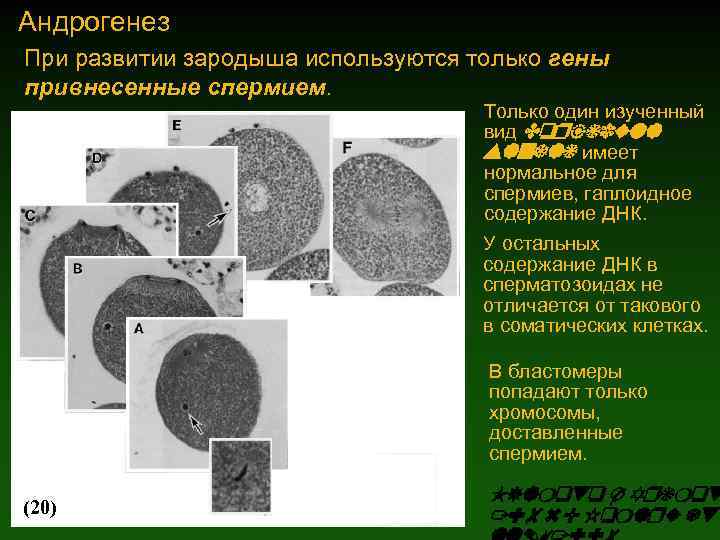 Андрогенез При развитии зародыша используются только гены привнесенные спермием. Только один изученный вид Corbicula