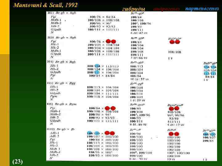 Mantovani & Scali, 1992 (23) гибриды андрогенез партеногенез 