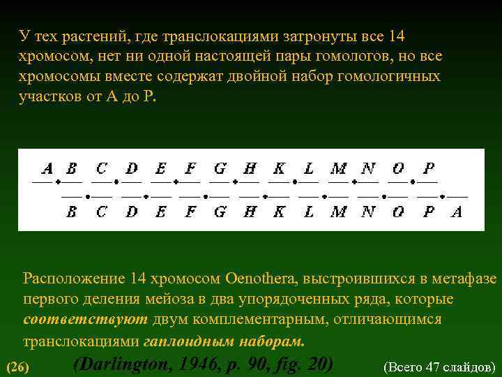 У тех растений, где транслокациями затронуты все 14 хромосом, нет ни одной настоящей пары