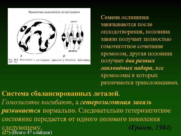 Семена ослинника завязываются после оплодотворения, половина завязи получает полностью гомозиготное сочетание хромосом, другая половина