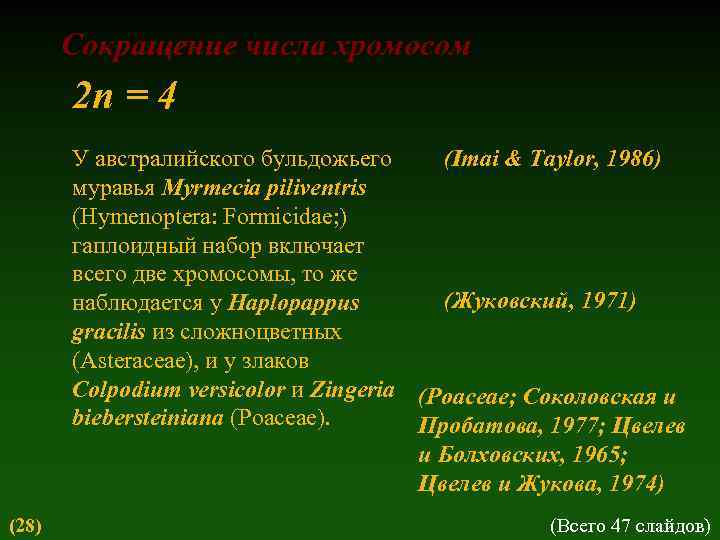 Сокращение числа хромосом 2 n = 4 У австралийского бульдожьего (Imai & Taylor, 1986)