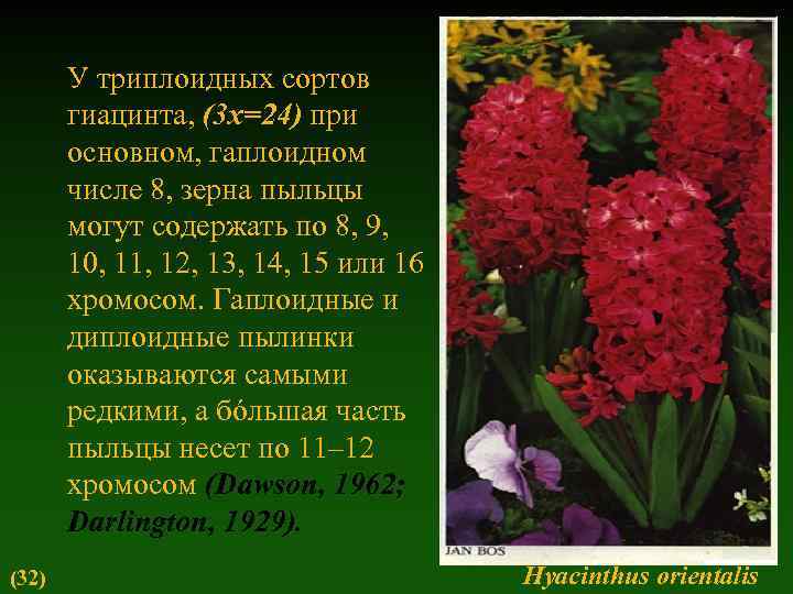 У триплоидных сортов гиацинта, (3 x=24) при основном, гаплоидном числе 8, зерна пыльцы могут