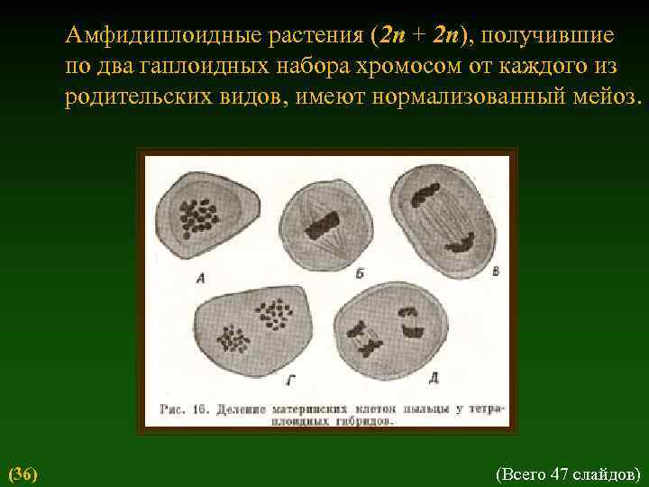 Амфидиплоидные растения (2 n + 2 n), получившие по два гаплоидных набора хромосом от