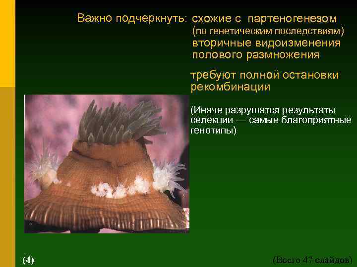 Важно подчеркнуть: cхожие с партеногенезом (по генетическим последствиям) вторичные видоизменения полового размножения требуют полной