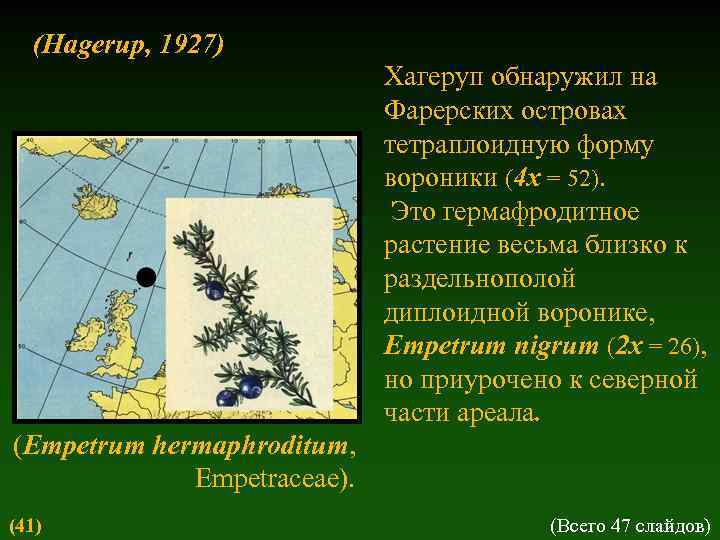 (Hagerup, 1927) Хагеруп обнаружил на Фарерских островах тетраплоидную форму вороники (4 x = 52).