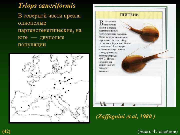 Triops cancriformis В северной части ареала однополые партеногенетические, на юге — двуполые популяции (Zaffagnini