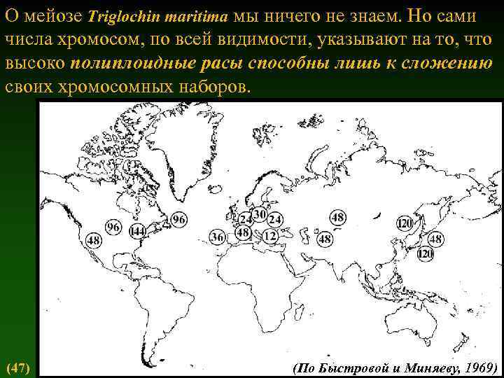 О мейозе Triglochin maritima мы ничего не знаем. Но сами числа хромосом, по всей