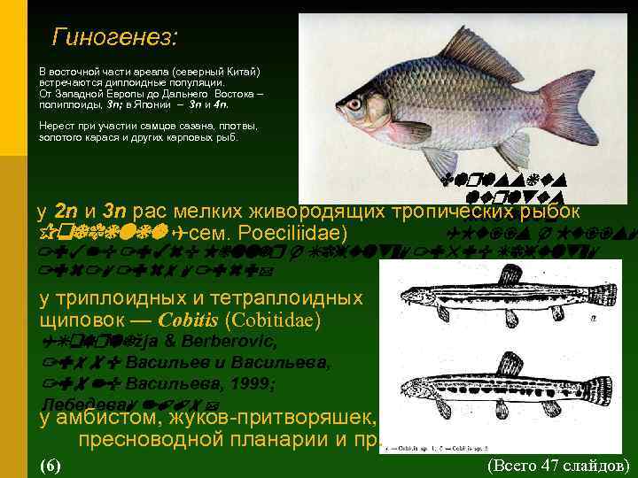 Гиногенез: В восточной части ареала (северный Китай) встречаются диплоидные популяции. От Западной Европы до