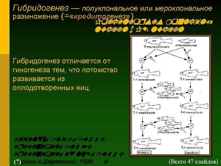 Гибридогенез — полуклональное или мероклональное размножение (= «кредитогенез» ) Poeciliopsis monachalucida × P. lucida