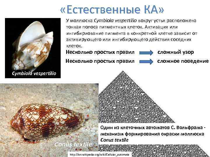  «Естественные КА» У моллюска Cymbiola vespertilio вокруг устья расположена тонкая полоса пигментных клеток.