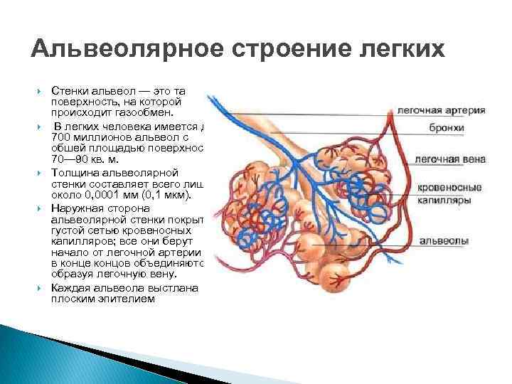 Альвеолярное строение легких Стенки альвеол — это та поверхность, на которой происходит газообмен. В