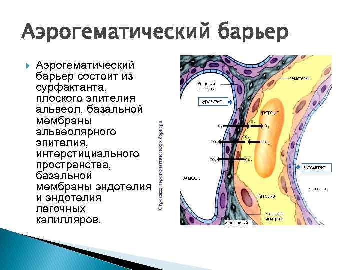 Аэрогематический барьер схема