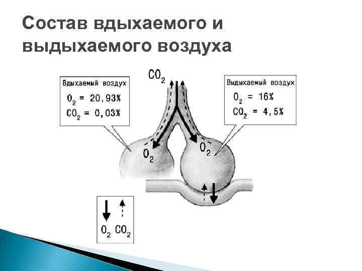 Состав вдыхаемого и выдыхаемого воздуха 