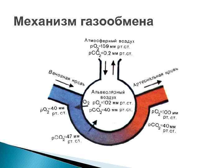 Механизм газообмена 