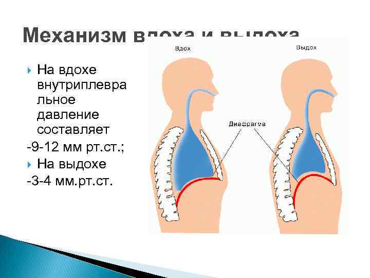 Дыхание протекает в