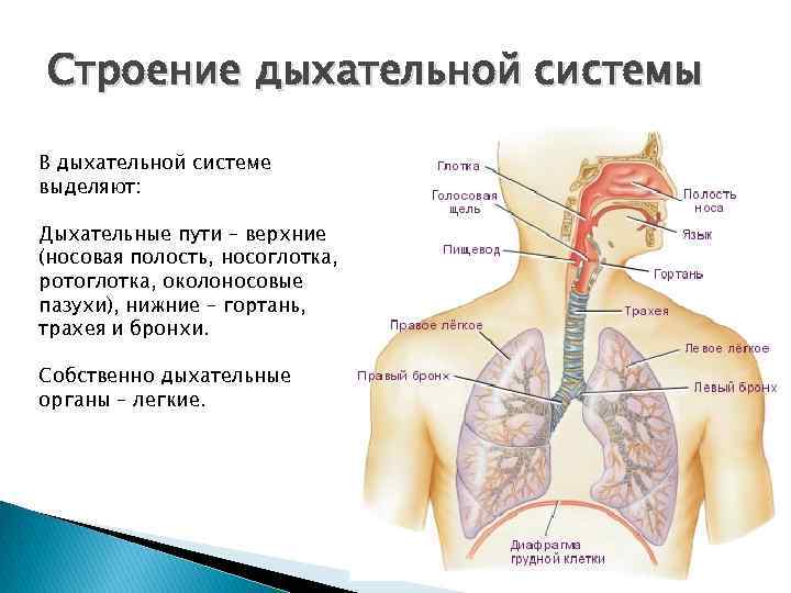 План строения дыхательной системы