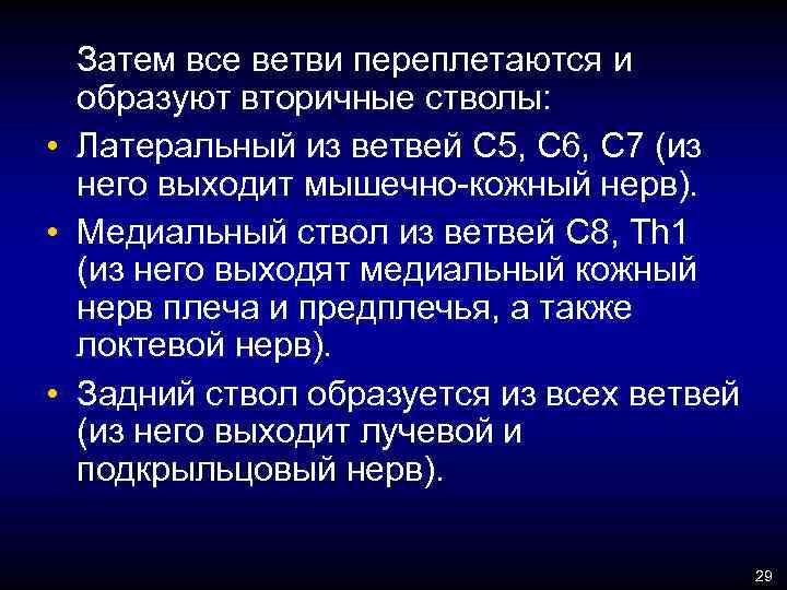 Затем все ветви переплетаются и образуют вторичные стволы: • Латеральный из ветвей С 5,