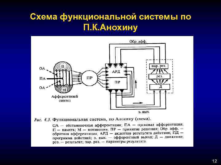 Схема функциональной системы по П. К. Анохину 12 