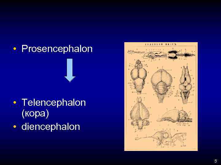  • Prosencephalon • Telencephalon (кора) • diencephalon 5 