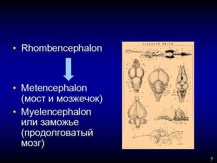  • Rhombencephalon • Metencephalon (мост и мозжечок) • Myelencephalon или заможье (продолговатый мозг)
