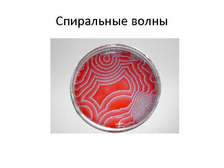 Спиральные волны 