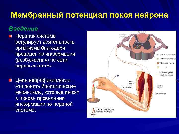 Мембранный потенциал покоя нейрона Введение Нервная система регулирует деятельность организма благодаря проведению информации (возбуждения)