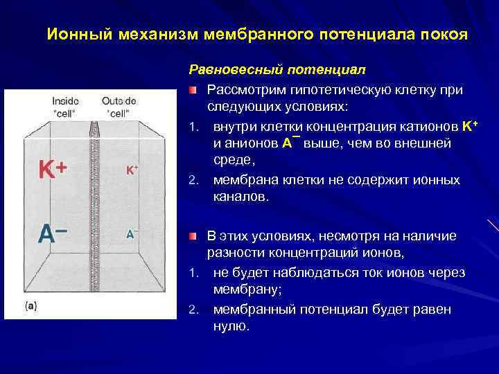 Ионный механизм мембранного потенциала покоя Равновесный потенциал Рассмотрим гипотетическую клетку при следующих условиях: 1.