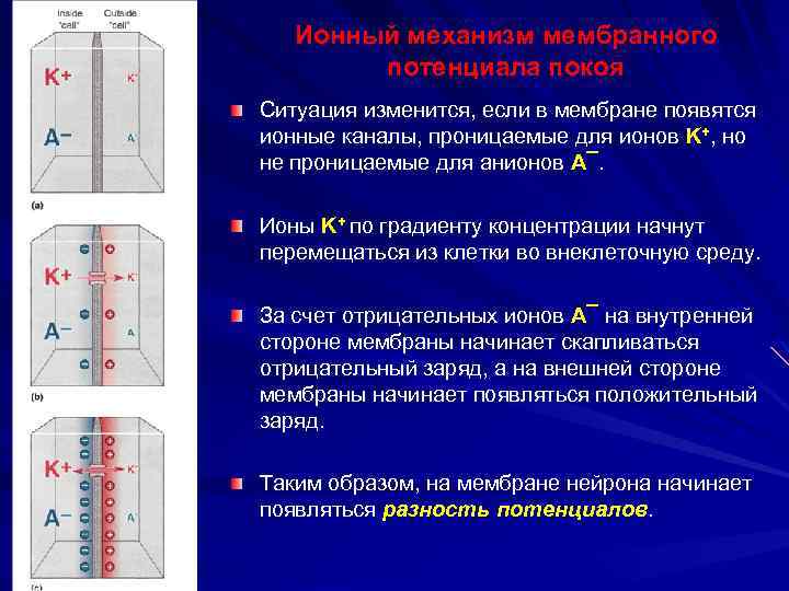 Ионный механизм мембранного потенциала покоя Ситуация изменится, если в мембране появятся ионные каналы, проницаемые