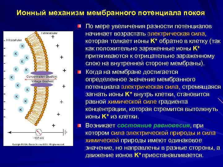 Ионный механизм мембранного потенциала покоя По мере увеличения разности потенциалов начинает возрастать электрическая сила,
