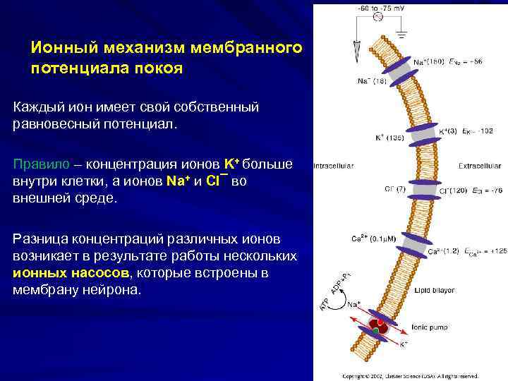 Ионный механизм мембранного потенциала покоя Каждый ион имеет свой собственный равновесный потенциал. Правило –