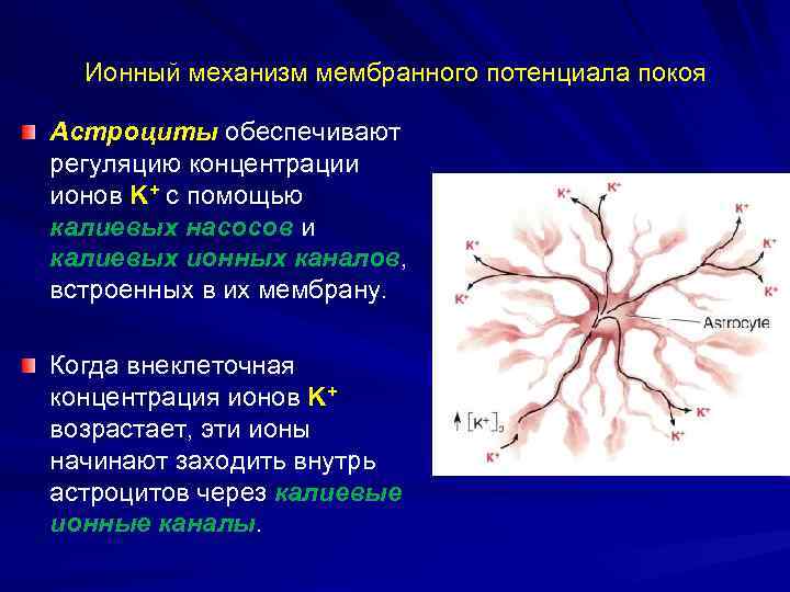 Ионный механизм мембранного потенциала покоя Астроциты обеспечивают регуляцию концентрации ионов K+ с помощью калиевых