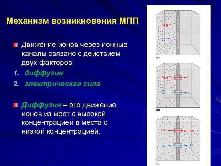 Механизм возникновения МПП Движение ионов через ионные каналы связано с действием двух факторов: 1.