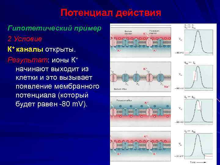 Потенциал действия Гипотетический пример 2 Условие К+ каналы открыты. Результат: ионы К+ начинают выходит