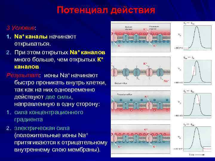 Потенциал действия 3 Условие: 1. Na+ каналы начинают открываться. 2. При этом открытых Na+