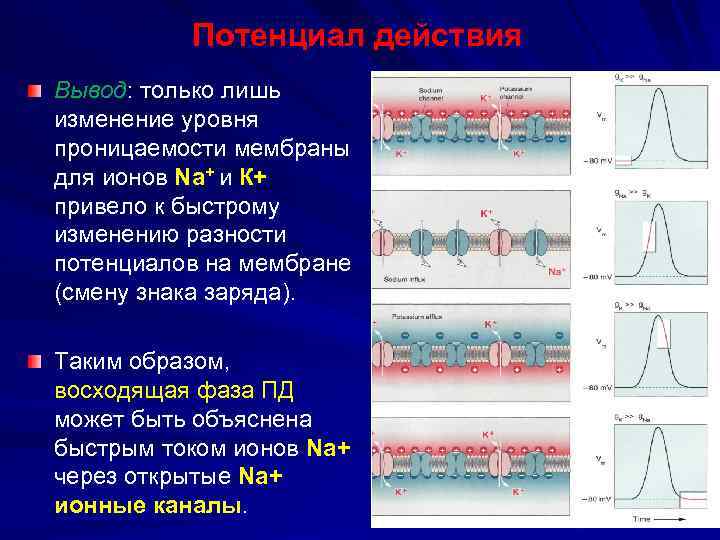 Потенциал действия Вывод: только лишь изменение уровня проницаемости мембраны для ионов Na+ и К+