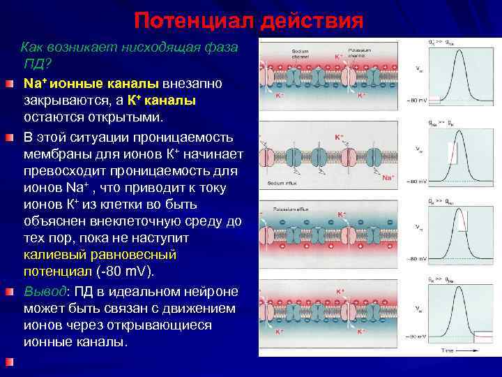Потенциал действия Как возникает нисходящая фаза ПД? Na+ ионные каналы внезапно закрываются, а К+