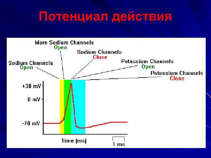 Потенциал действия 