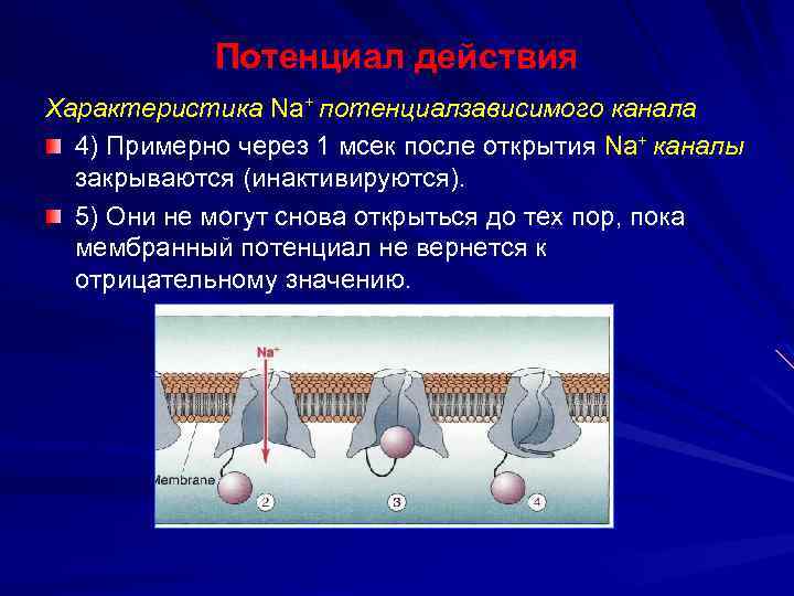 Потенциал действия Характеристика Na+ потенциалзависимого канала 4) Примерно через 1 мсек после открытия Na+