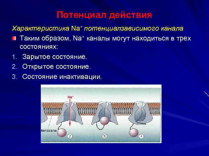 Потенциал действия Характеристика Na+ потенциалзависимого канала Таким образом, Na+ каналы могут находиться в трех
