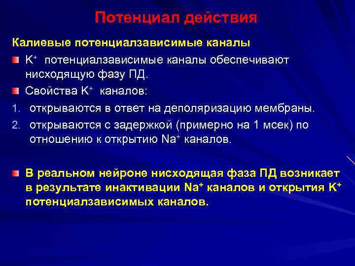 Потенциал действия Калиевые потенциалзависимые каналы K+ потенциалзависимые каналы обеспечивают нисходящую фазу ПД. Свойства K+
