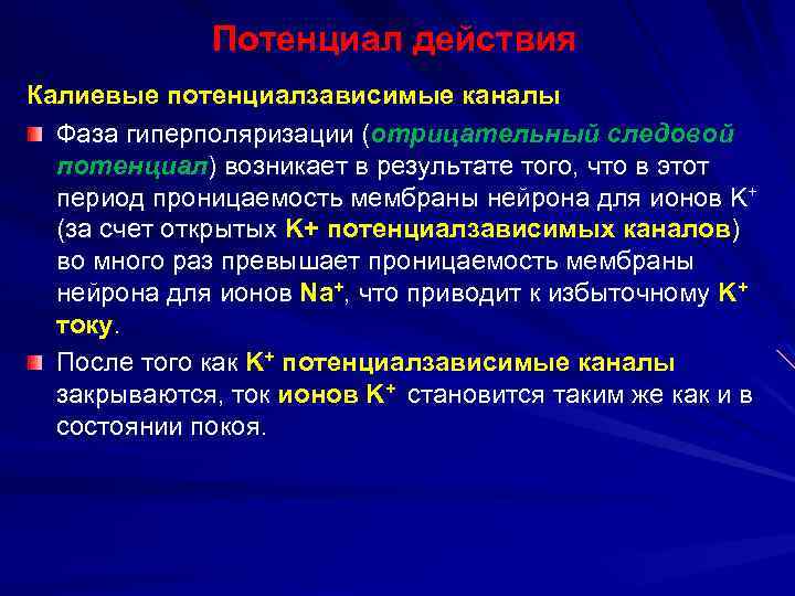 Потенциал действия Калиевые потенциалзависимые каналы Фаза гиперполяризации (отрицательный следовой потенциал) возникает в результате того,